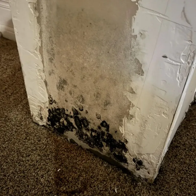 Professional Mold Removal in Montgomery County, MO